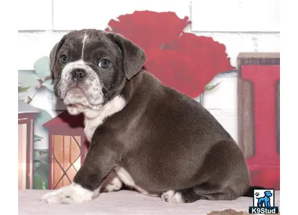 a english bulldog dog sitting on a wood surface