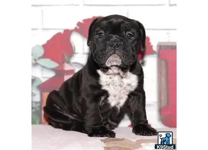 a english bulldog dog sitting on the ground
