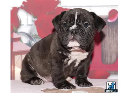 a small black and white english bulldog dog