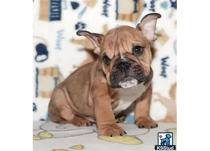 a small brown english bulldog dog