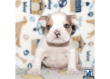 a small white english bulldog dog