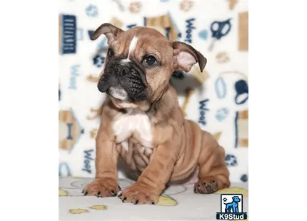 a small brown and white english bulldog puppy