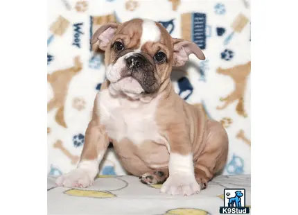 a english bulldog dog sitting on a bed