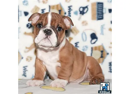 a english bulldog dog sitting on a table