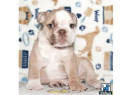 a english bulldog dog sitting on a bed