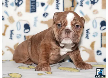 a english bulldog dog with a bone in its mouth