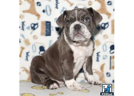 a english bulldog dog sitting on a bed