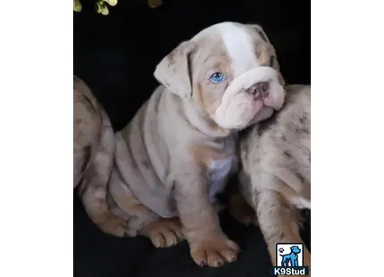 a english bulldog puppy with a white face