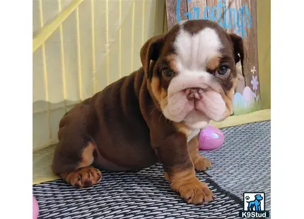 a english bulldog puppy with a ball in its mouth