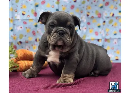 a english bulldog dog lying on a pink surface