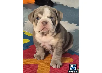 a english bulldog puppy sitting on a rug