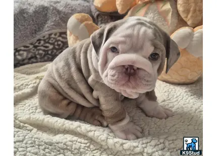 a english bulldog dog wearing a sweater