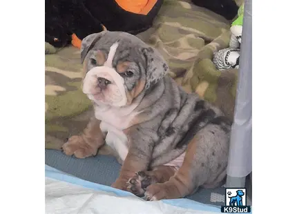 English Bulldog