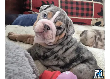 a english bulldog dog lying on a blanket