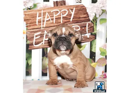a english bulldog dog wearing a basket