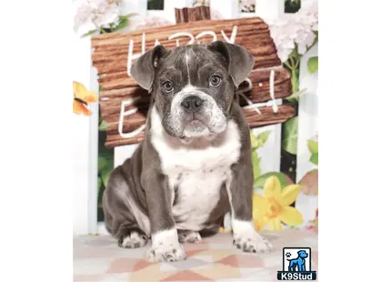 a english bulldog dog sitting on a chair