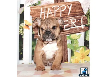 a english bulldog dog sitting in a chair