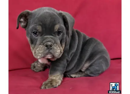 a english bulldog dog wearing a sweater