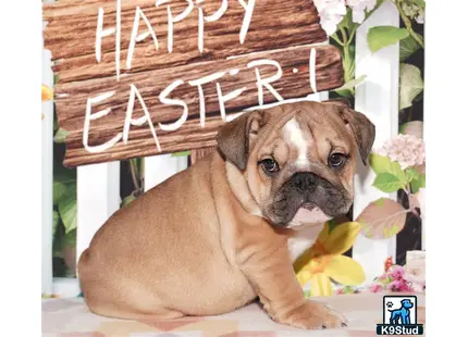 a english bulldog dog sitting on a table
