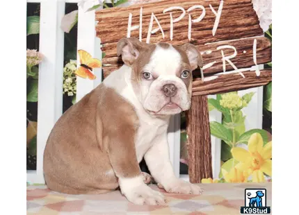 a english bulldog dog sitting in front of a basket