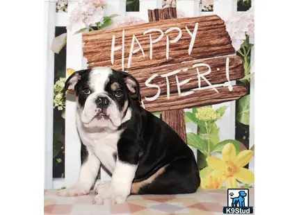 a english bulldog dog sitting in front of a basket