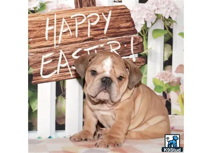 a english bulldog puppy sitting on a chair