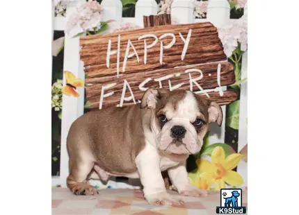 a english bulldog dog with a basket on its head
