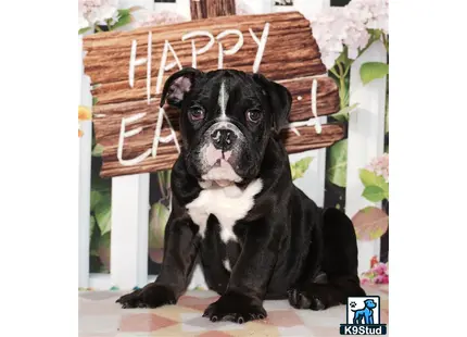 a black and white english bulldog puppy