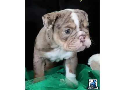 a english bulldog puppy standing on a green leaf