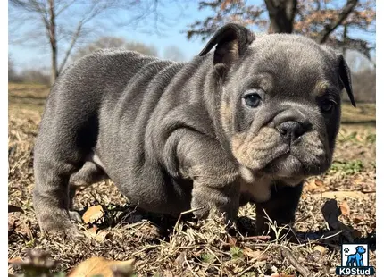 a grey animal with a black nose