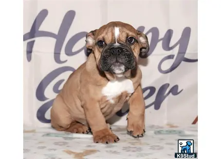 a english bulldog dog sitting on the floor