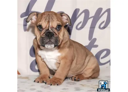 a english bulldog dog sitting on the ground