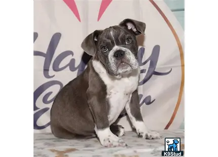 a english bulldog dog sitting on the ground