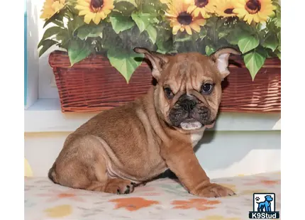 a english bulldog dog lying on a bed