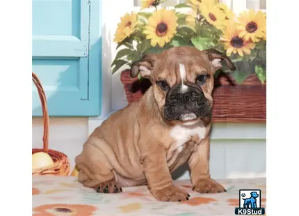 a english bulldog dog sitting on a table with flowers on its head