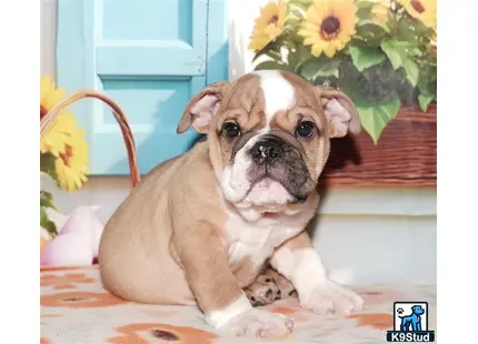 a english bulldog dog sitting on a table