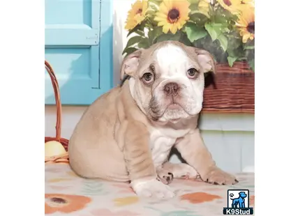 a english bulldog dog sitting on a bed