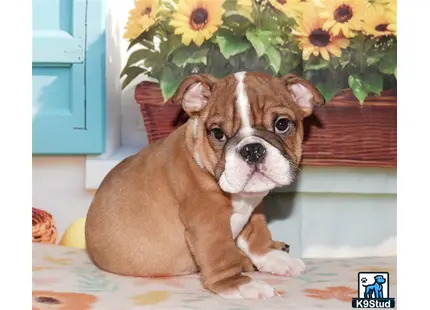 a english bulldog dog sitting on a bed