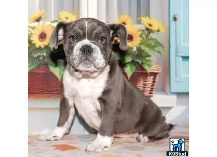 a english bulldog dog sitting on the floor