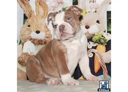 a english bulldog dog wearing a garment