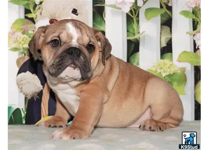 a english bulldog puppy with a stuffed animal