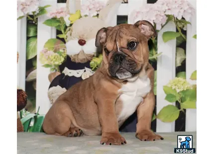 a english bulldog dog wearing a suit