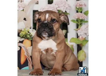 a english bulldog dog sitting on a table