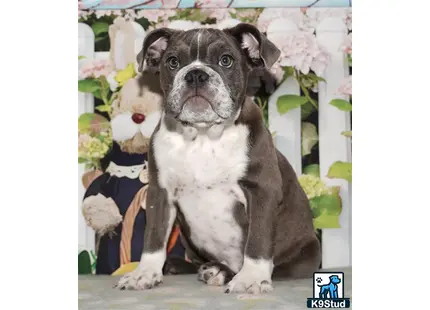 a english bulldog dog sitting on a bench
