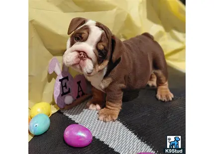 a english bulldog dog wearing a garment