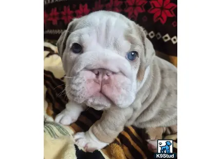 a english bulldog dog with blue eyes