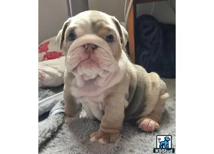 a english bulldog dog with a human face