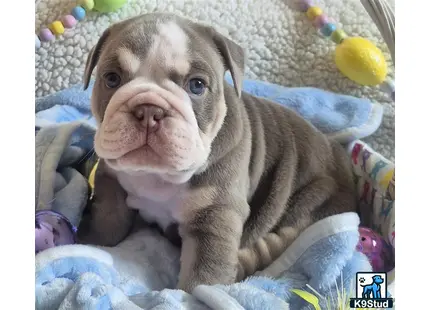 a baby pig on a blanket