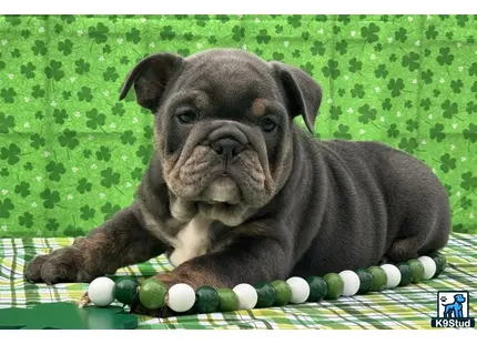 a english bulldog puppy lying on a blanket