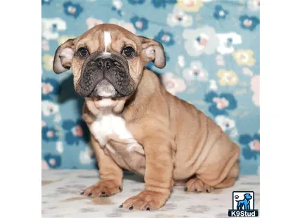 a english bulldog dog sitting on a couch